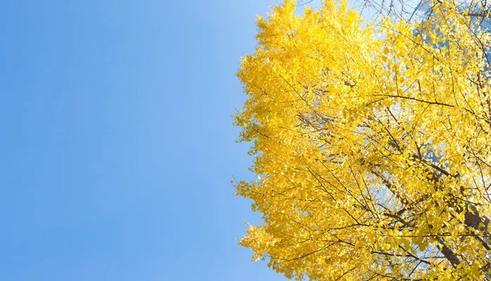 银杏树的特点 银杏树的特点有哪些