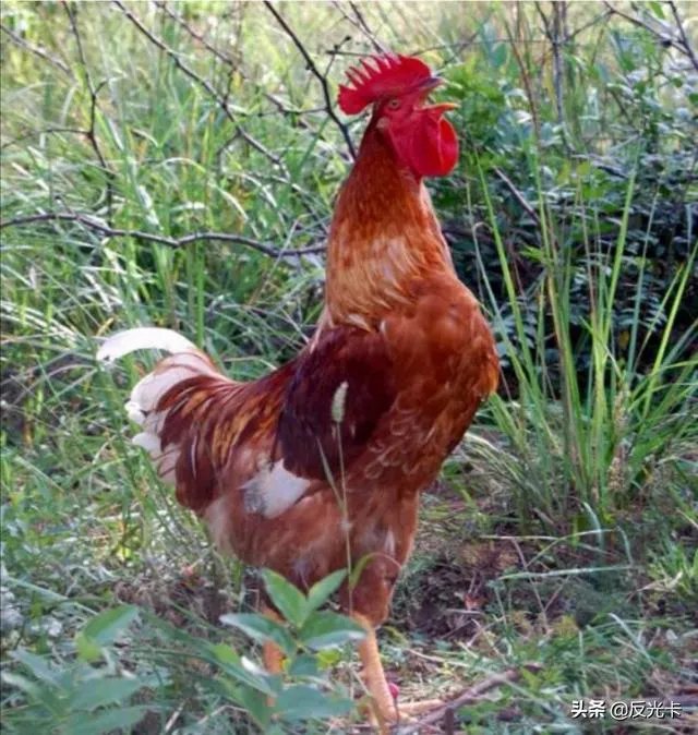 我想回家养鸡,但找不到销路怎么办?