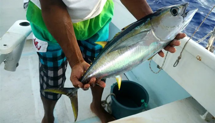 海鱼有哪些 海鱼有哪些品种