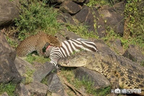 豹子为什么敢吃鳄鱼
