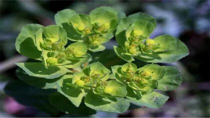 马虎眼草的功效与作用都有什么？