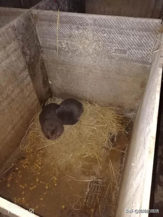 疫情后，竹鼠养殖前景会如何？