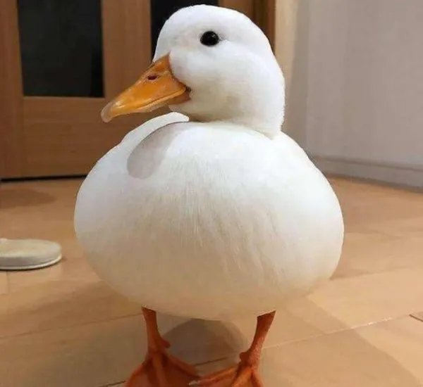 科尔鸭和普通鸭的区别