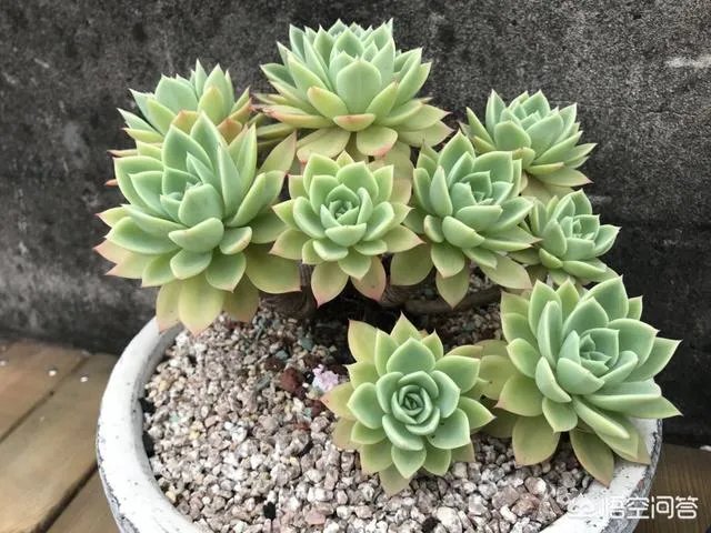 不同的多肉植物，在度夏时，有什么区别吗？