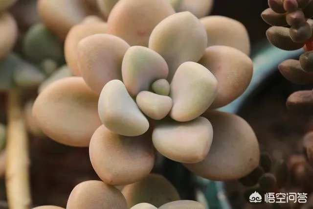 不同的多肉植物，在度夏时，有什么区别吗？