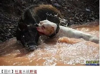 阿根廷杜高和藏獒哪个厉害