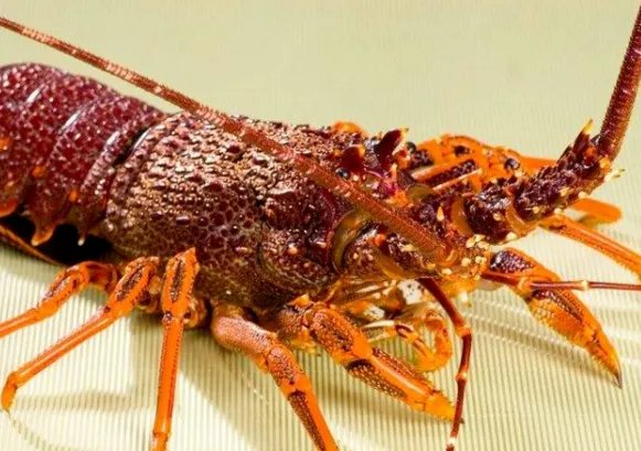 龙虾不会衰老还能不断长大,为什么也难见到有长的特别大的?