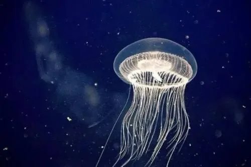 人类只有3万天寿命，灯塔水母为什么能永生？