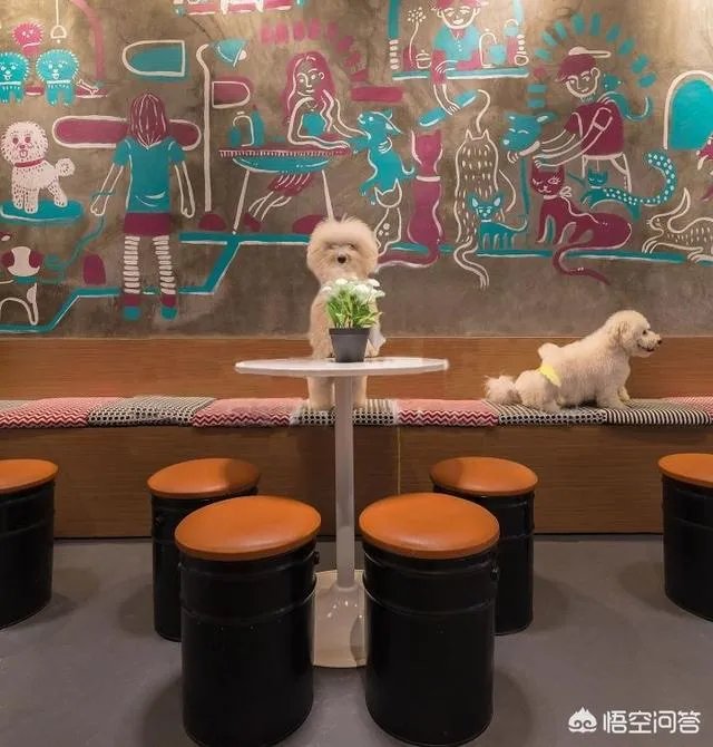 学宠物美容以后就可以自己开店吗？有哪些建议？