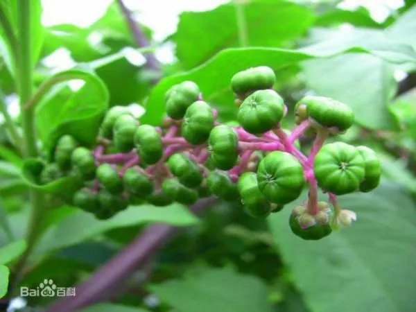 商陆花功能多吗？