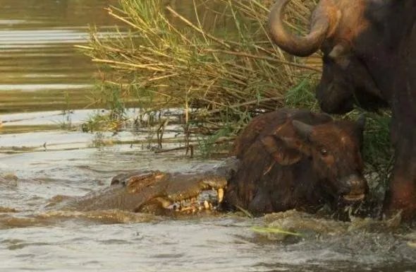 豹子为什么敢吃鳄鱼