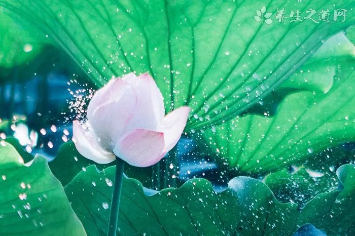 纪梵希新版禁忌之吻色号试色 纪梵希禁忌之吻16号好用吗