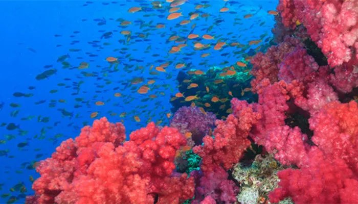 小型观赏鱼种类 小型观赏鱼种类有什么