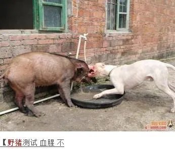 阿根廷杜高和藏獒哪个厉害