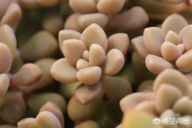 不同的多肉植物，在度夏时，有什么区别吗？