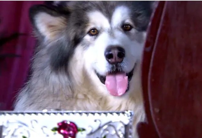 龙门镖局14集出现的灰色狗,是什么品种?