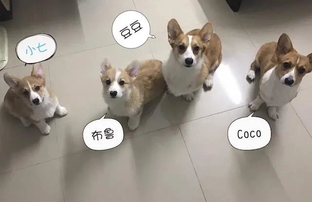 柯基5个月一天能跑多少公里