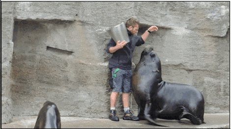 海狮和海豹的区别图片?