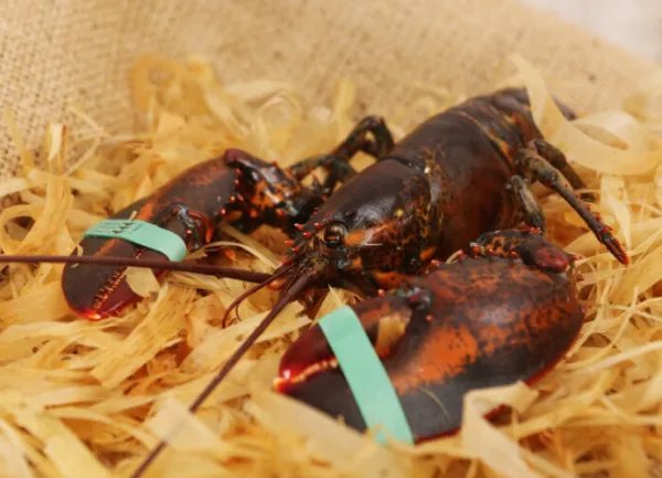 龙虾不会衰老还能不断长大,为什么也难见到有长的特别大的?