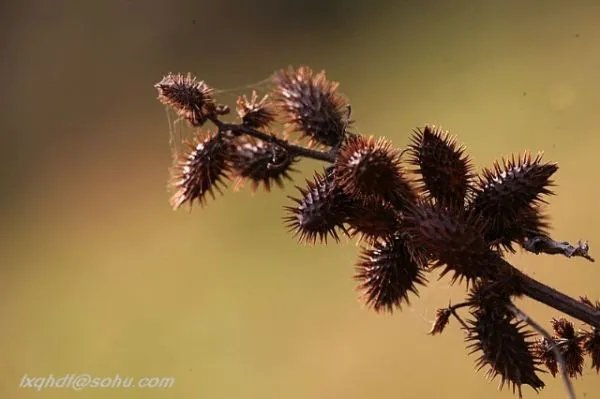 种子旅行的方法有哪些？