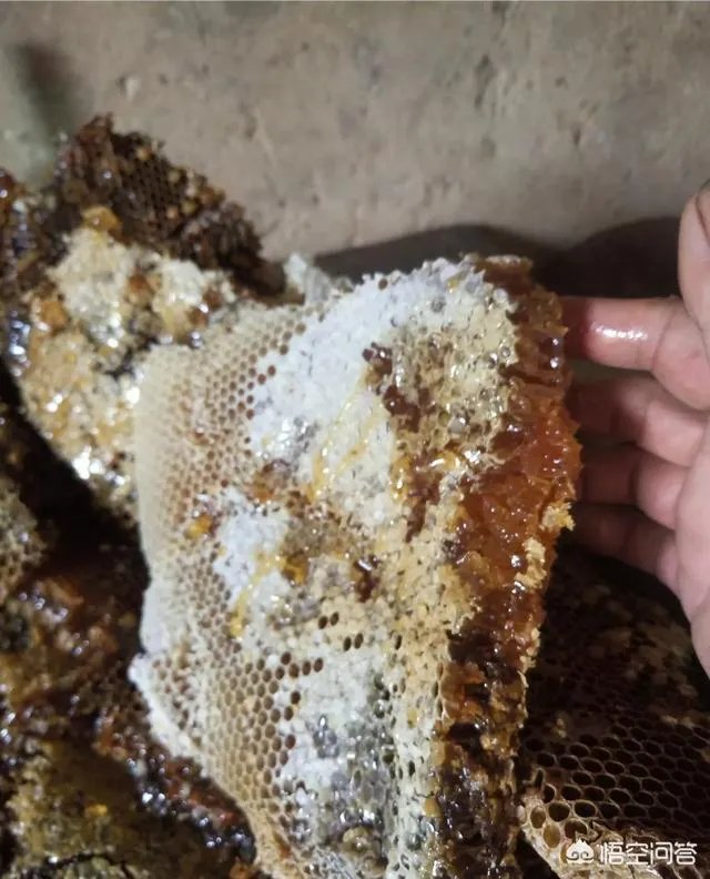 农村人自己养的蜂蜜怎么样？贵吗？