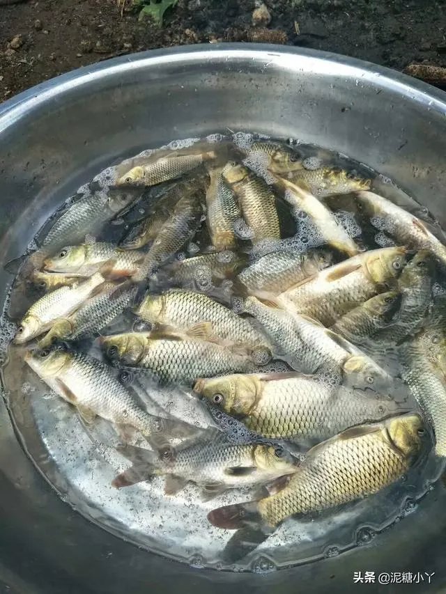 鱼塘随便放三四条小鲫鱼能繁殖越来越多吗？