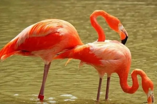 “火烈鸟”用英语怎么说？