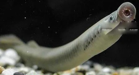 八目鳗鱼简介图片 八目鳗鱼能吃吗怎么吃