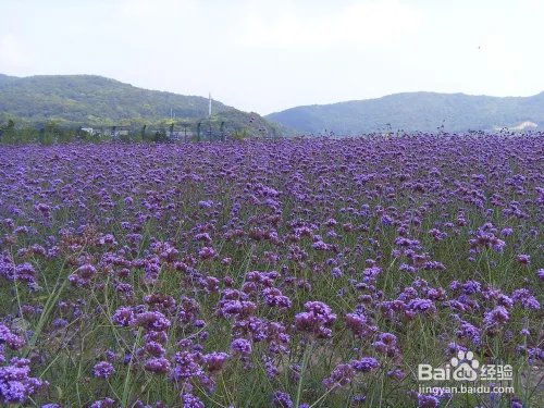 浙江桃花岛有什么好玩的