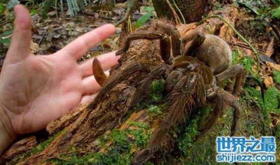 蜢蜘是蜘蛛界的大长腿，张开爪子有38厘米 