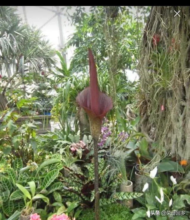 请大家帮忙一下,现在魔芋种子偏贵,现在种植魔芋的市场前景如何?