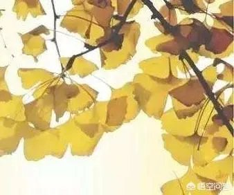 立秋写一首小诗