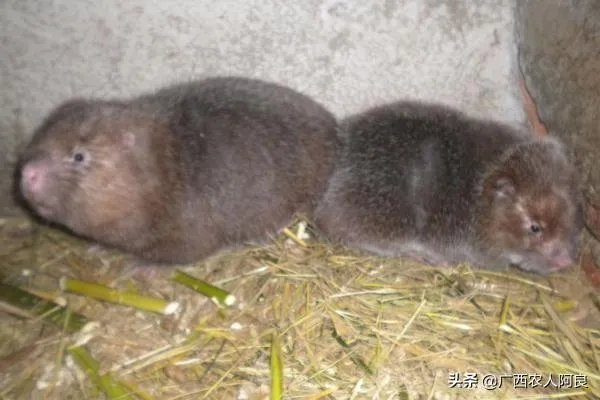 疫情后，竹鼠养殖前景会如何？