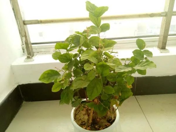 中国传媒大学为什么被称为“海底捞大学”?