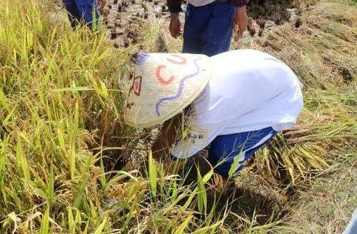 建议鼓励大中小学开设学农实践，这一建议为的是什么？
