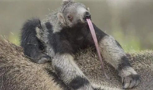 食蚁兽能接受蚂蚁之外的食物吗？蚂蚁那么小是如何支撑食蚁兽庞大身躯的？