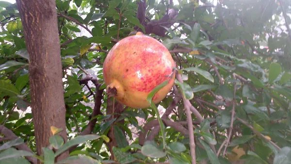 石榴套袋技术,具体怎么操作?