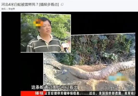 云梦山白蛇渡劫失败被雷劈死：竟被野猪吃掉
