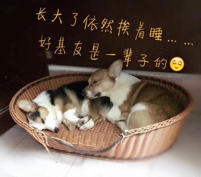 柯基5个月一天能跑多少公里