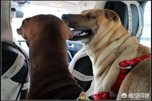 女子投诉滴滴拼车遇两大狗一路狂吠，如女子被咬伤谁应该负责？