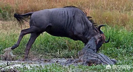豹子为什么敢吃鳄鱼