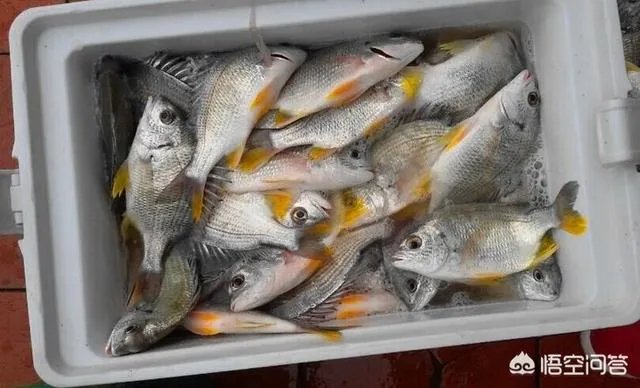 海中钓鱼用什么饵？