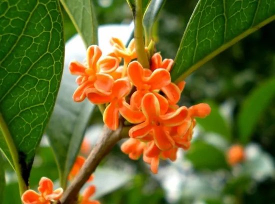 桂花几月开 不同品种的桂花开花时间是怎样的