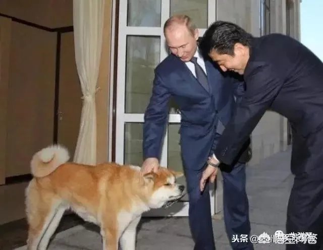 前往俄罗斯“要岛”，日首相安倍为什么会无功而返？