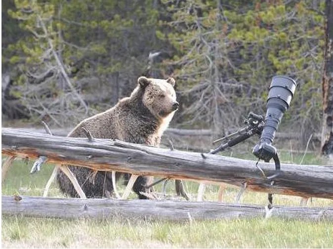 北极熊出逃被射杀是怎么回事？