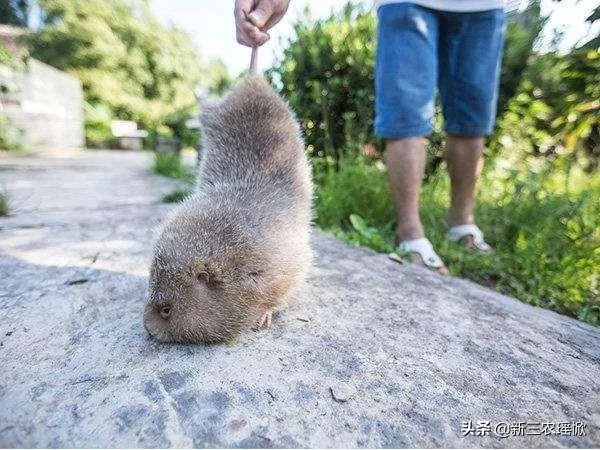 疫情后，竹鼠养殖前景会如何？