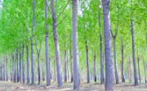 《白杨树》课文全文