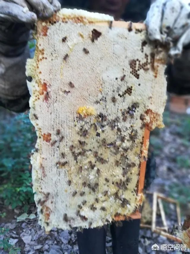 农村人自己养的蜂蜜怎么样？贵吗？