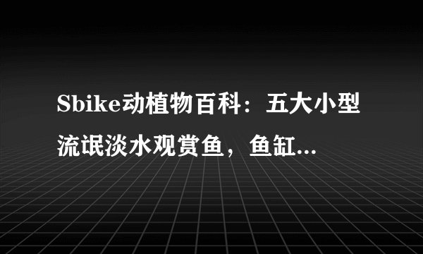 Sbike动植物百科：五大小型流氓淡水观赏鱼，鱼缸中凶猛的小恶霸！