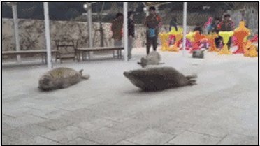 海狮和海豹的区别图片?